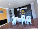 Türki̇yeni̇n En Güzel Scottish Fold Yavrulari Ankara Mağaza