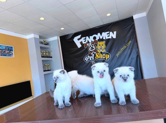 Türki̇yeni̇n En Güzel Scottish Fold Yavrulari Ankara Mağaza görsel