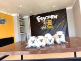 Türki̇yeni̇n En Güzel Scottish Fold Yavrulari Ankara Mağaza