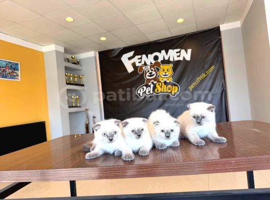 Türki̇yeni̇n En Güzel Scottish Fold Yavrulari Ankara Mağaza görsel