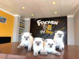 Türki̇yeni̇n En Güzel Scottish Fold Yavrulari Ankara Mağaza