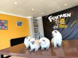 Türki̇yeni̇n En Güzel Scottish Fold Yavrulari Ankara Mağaza