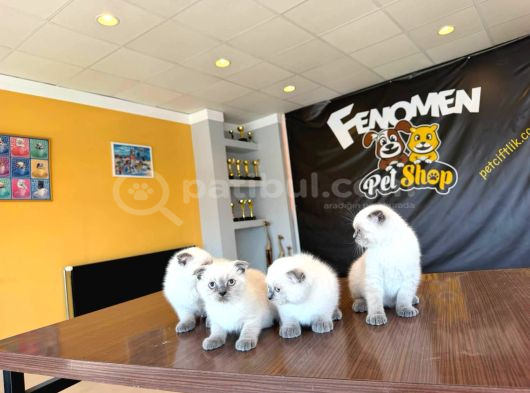 Türki̇yeni̇n En Güzel Scottish Fold Yavrulari Ankara Mağaza görsel