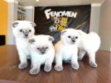 Türki̇yeni̇n En Güzel Scottish Fold Yavrulari Ankara Mağaza