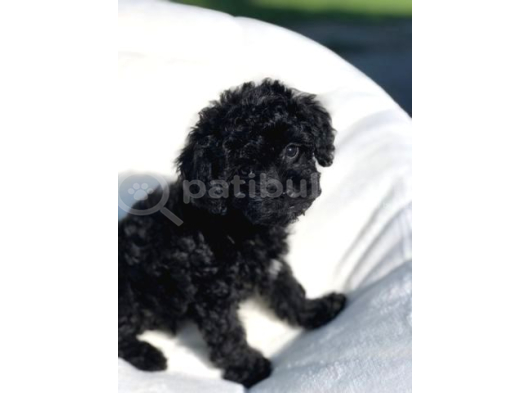 Black toy poodle 2 aylık yavrular