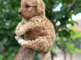 Toy Boy Maltipoo Yavrular Irk Ve Sağlık Garantili