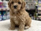 İstanbul Maltipoo Yavru