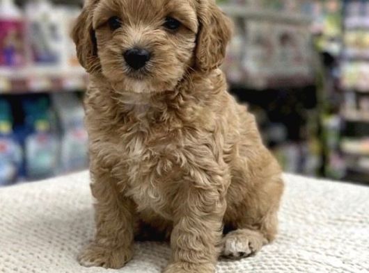 İstanbul Maltipoo Yavru görsel