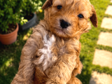 Toy Boy Maltipoo Yavrular Irk Ve Sağlık Garantili