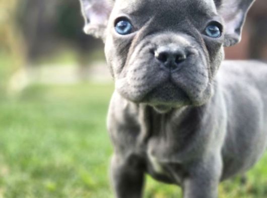Dünyanin En Tatli French Bulldog Yavrulari görsel