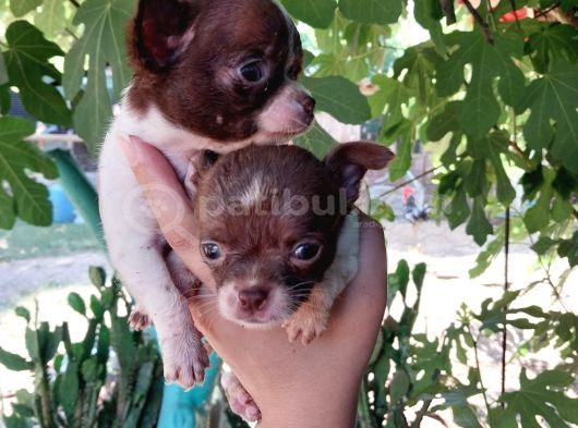 Chihuahua Yavrular görsel