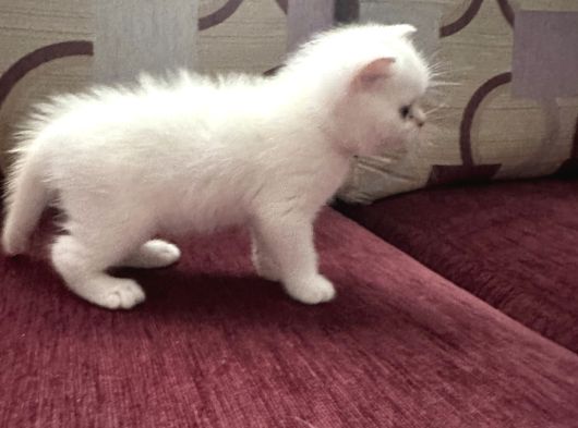 Evimizde Büyüyen Safkan British Longhair Yavruları Osmangazi görsel
