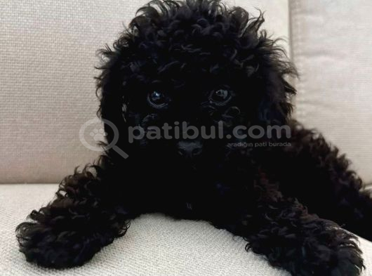Si̇yah Toy Poodle Yavrularimiz görsel