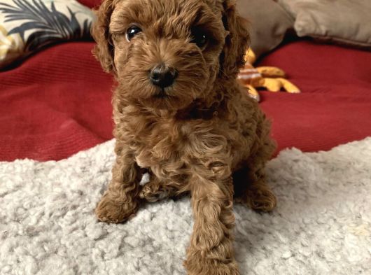 Apricot Toy Poodle Yavrularimiz görsel