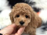 Apricot Toy Poodle Yavrularimiz
