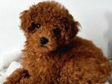 Güzelli̇k Abi̇desi̇ Toy Poodle Yavrularimiz
