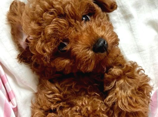 Güzelli̇k Abi̇desi̇ Toy Poodle Yavrularimiz görsel