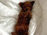 Güzelli̇k Abi̇desi̇ Toy Poodle Yavrularimiz