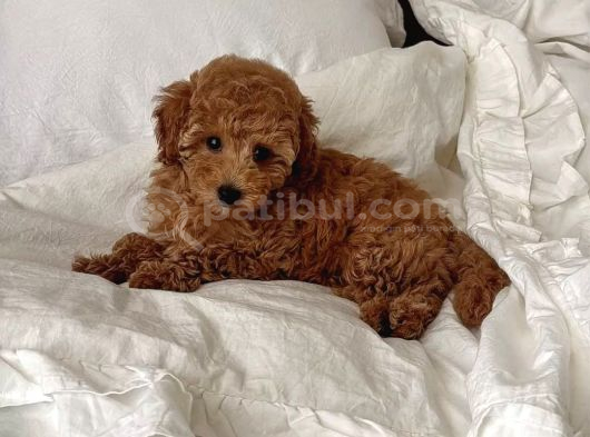 Mükemmeli̇nde Ötesi̇nde Red Brown Toy Poodle Yavrularimiz görsel