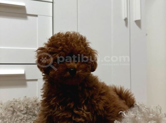 Mükemmeli̇nde Ötesi̇nde Red Brown Toy Poodle Yavrularimiz