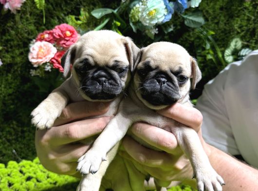 Pug Bebekler görsel