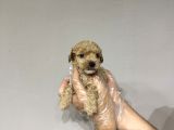 0 Numara Baby Face Teacup Maltipoo Yavrular