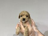 0 Numara Baby Face Teacup Maltipoo Yavrular