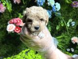 Teacup Maltipoo Bebekler