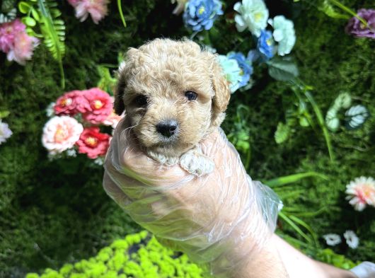 Teacup Maltipoo Bebekler görsel