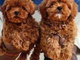Toy Poodle Bebekler