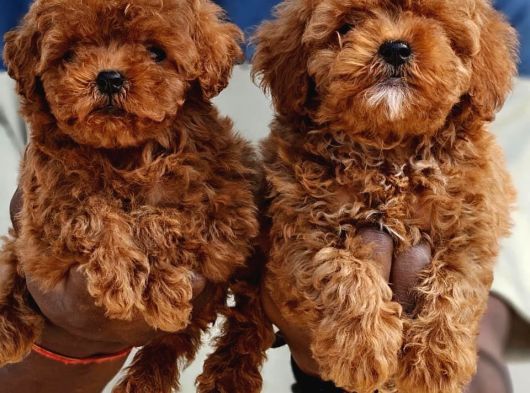 Toy Poodle Bebekler görsel