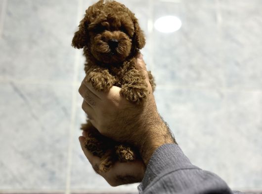 Aşılı Irk Ve Sağlık Garantili Toy Poodle Bebekler
