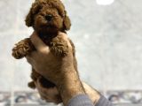 Aşılı Irk Ve Sağlık Garantili Toy Poodle Bebekler