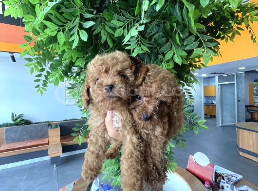 Toy Poodle Bebekler