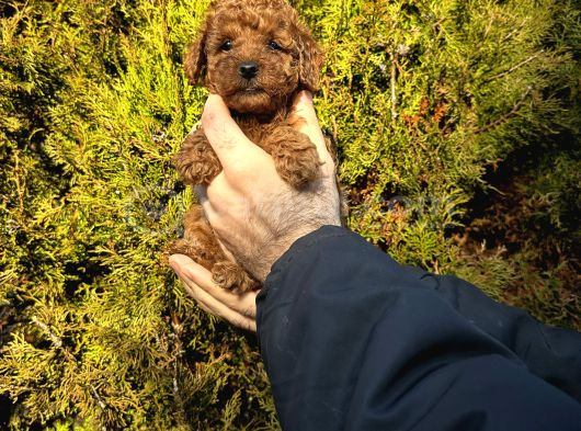 Aşılı Irk Ve Sağlık Garantili Toy Poodle Bebekler görsel