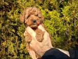 Aşılı Irk Ve Sağlık Garantili Toy Poodle Bebekler