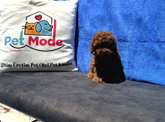 Profesyonel Ruhsatlı Çiftlikde Ziyarete Açık Kore Toy Poodle görsel