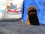 Profesyonel Ruhsatlı Çiftlikde Ziyarete Açık Kore Toy Poodle