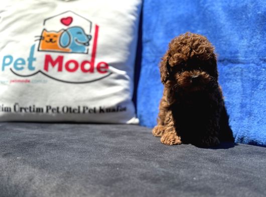 Profesyonel Ruhsatlı Çiftlikde Ziyarete Açık Kore Toy Poodle görsel