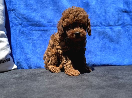 Profesyonel Ruhsatlı Çiftlikde Ziyarete Açık Kore Toy Poodle görsel