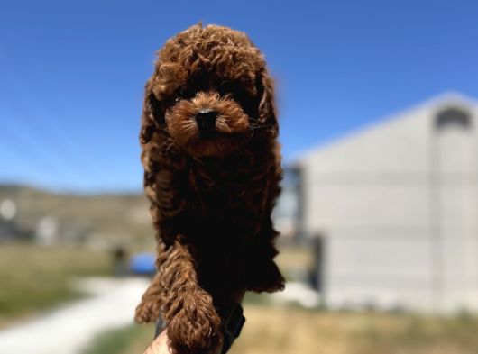 Profesyonel Ruhsatlı Çiftlikde Ziyarete Açık Kore Toy Poodle görsel