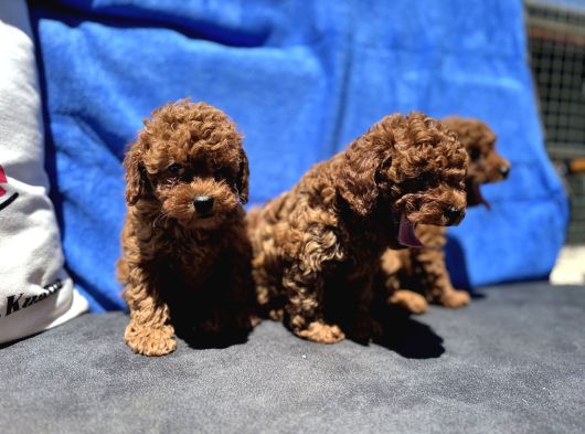 Profesyonel Ruhsatlı Çiftlikde Ziyarete Açık Kore Toy Poodle görsel