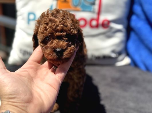 Profesyonel Ruhsatlı Çiftlikde Ziyarete Açık Kore Toy Poodle görsel