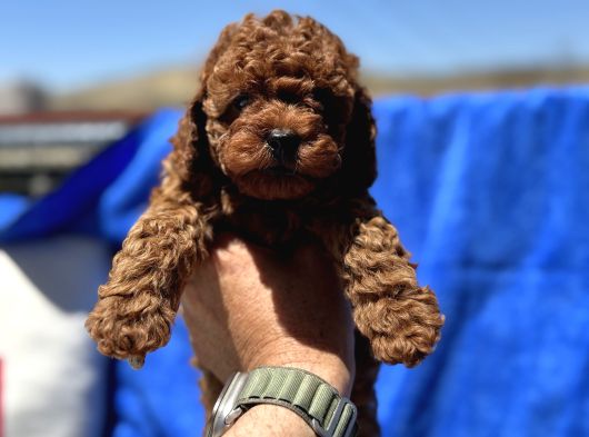 Profesyonel Ruhsatlı Çiftlikde Ziyarete Açık Kore Toy Poodle