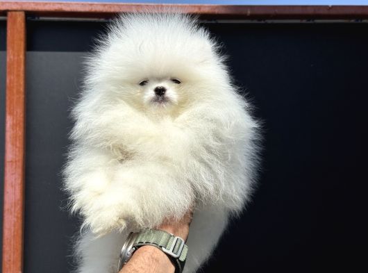 Show Kalite Teddy Face Pomeranian Yavrularımız görsel