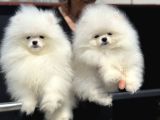 Show Kalite Teddy Face Pomeranian Yavrularımız