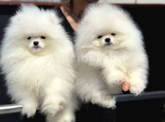 Show Kalite Teddy Face Pomeranian Yavrularımız
