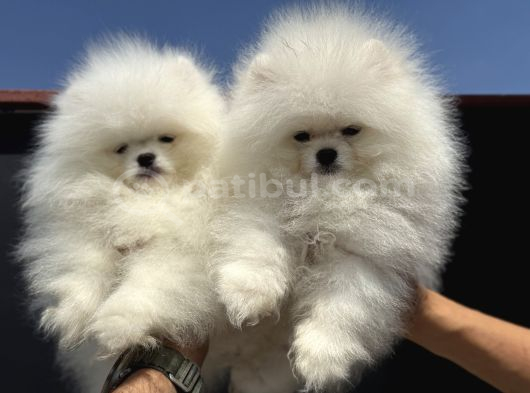 Show Kalite Teddy Face Pomeranian Yavrularımız görsel