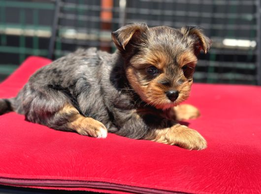 Petmode Köpek Çiftliğinden Tea Cup Morkie Yavrularımız görsel