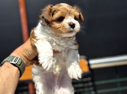 Petmode Köpek Çiftliğinden Tea Cup Morkie Yavrularımız görsel